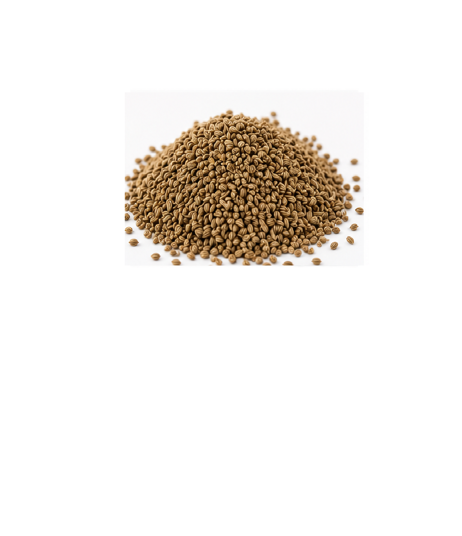 tavraj premium ajwain (carom seeds) | strong aroma & rich flavour | whole spice tavraj premium ajwain (carom seeds) | strong aroma & rich flavour | whole spice